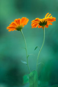 Close-up of orange flowering plant