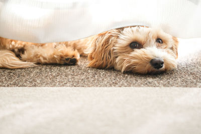 Portrait of dog relaxing on carpet