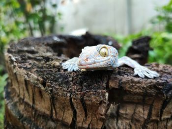 Close-up of lizard on rock