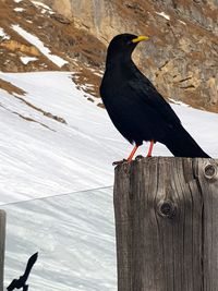 Bird perching on wood in snow
