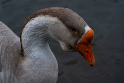 Close-up of swan in lake