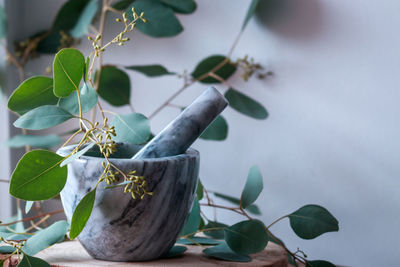 Close-up of potted plant