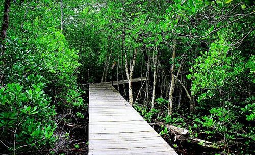 Wooden footbridge in forest