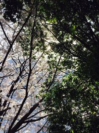 Low angle view of trees