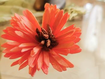 Close-up of red flower