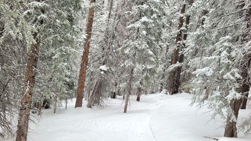 Snow covered land and trees in forest