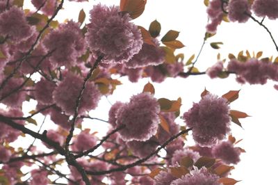 Low angle view of pink flowers blooming on tree