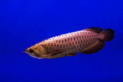 Close-up of fish swimming in sea