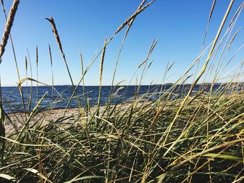 Scenic view of calm sea against clear sky