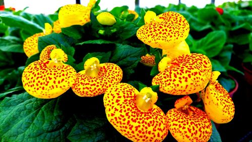 Close-up of yellow flowers