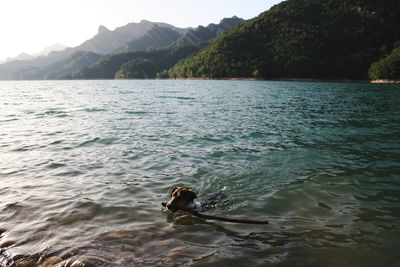 Scenic view of swimming in sea