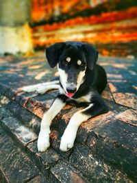 Close-up of black dog sitting outdoors