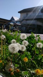 Flowers blooming in park