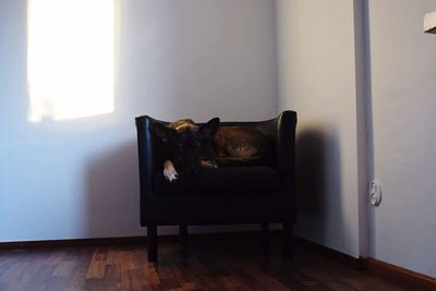 Cat on window at home