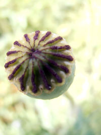 Close-up of flower bud growing outdoors