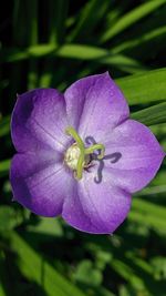 Close-up of purple flower blooming outdoors