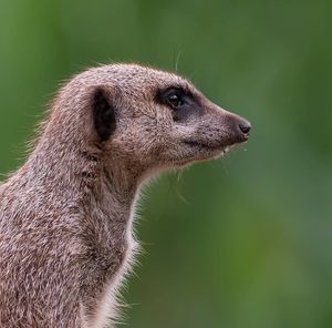 Close-up of an animal looking away