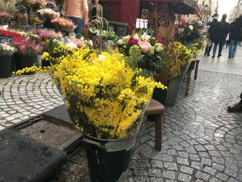 Yellow flowers growing outdoors