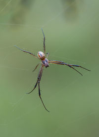 Close-up of spider on web