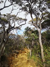 Trees in forest against sky