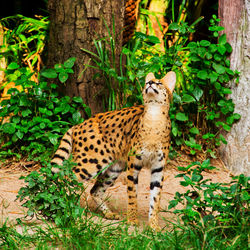 Cat lying on ground