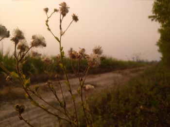 Close-up of plants on field against sky