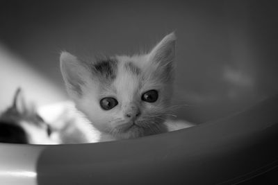Close-up portrait of a kitten