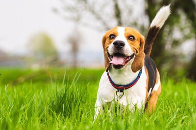 Beagle dog runs on a meadow with tongue out. canine background