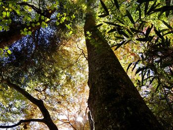 Low angle view of trees in forest