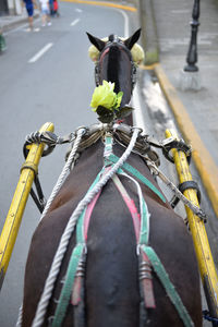 High angle view of carriage horse