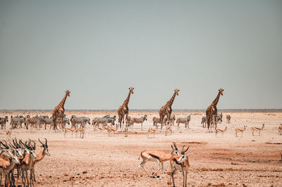 Almost all african animals at the watering hole in etosha national park in namibia