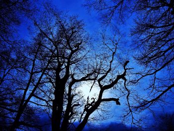 Low angle view of bare trees against blue sky