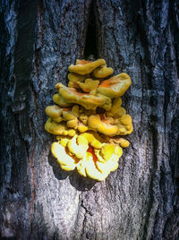 Close-up of tree trunk