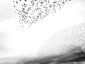 Low angle view of birds flying against sky