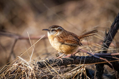 Close-up of bird perching on branch