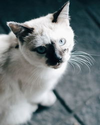 Close-up portrait of cat