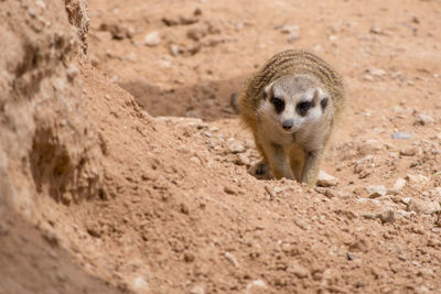 Portrait of an animal on land