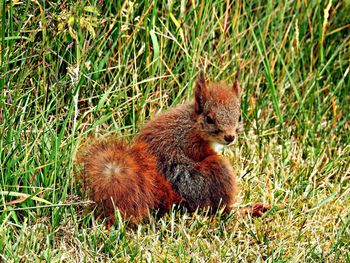 Squirrel on field