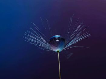 Close-up of dandelion flower against blue background