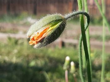 Close-up of orange flowering plant