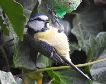 Close-up of bird perching on branch