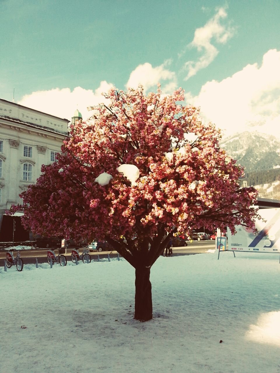 flower, tree, sky, built structure, building exterior, architecture, growth, beauty in nature, freshness, nature, cloud - sky, fragility, blossom, cloud, sunlight, day, blooming, house, pink color, cherry blossom