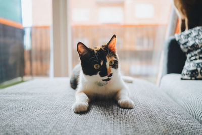 Portrait of cat relaxing on bed at home