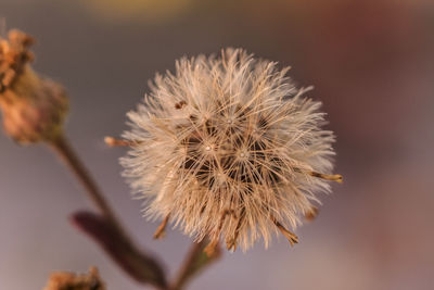 Close-up of thistle against sky