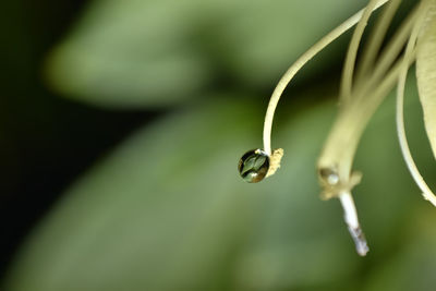 Close-up of snail on plant