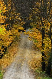 Autumn leaves on road