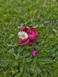 High angle view of pink flowering plant on land