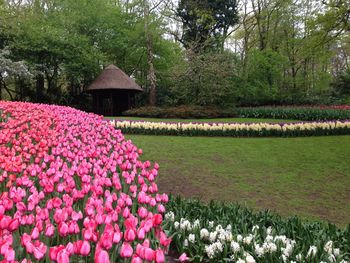 Flowers growing on field against trees