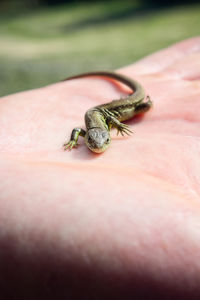 Close-up of insect on hand