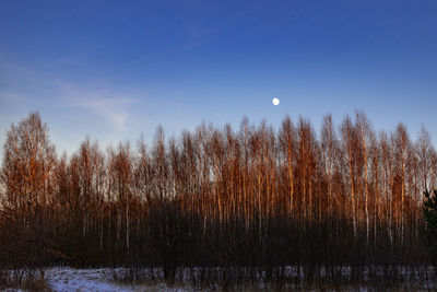 Bare trees against sky during winter